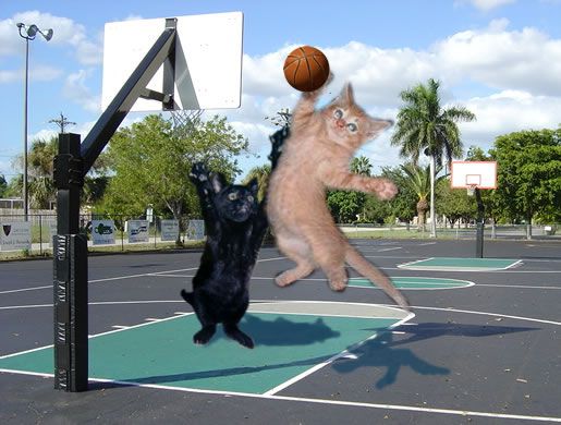 A ginger cat and a black cat jumping for a basketball on an outdoor court